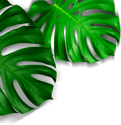hojas caracteristica left